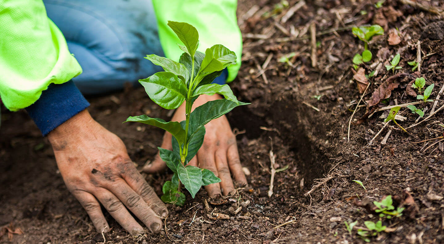 Accede a los principales indicadores de Creación de Valor Compartido y Sustentabilidad Nestlé Chile 2022