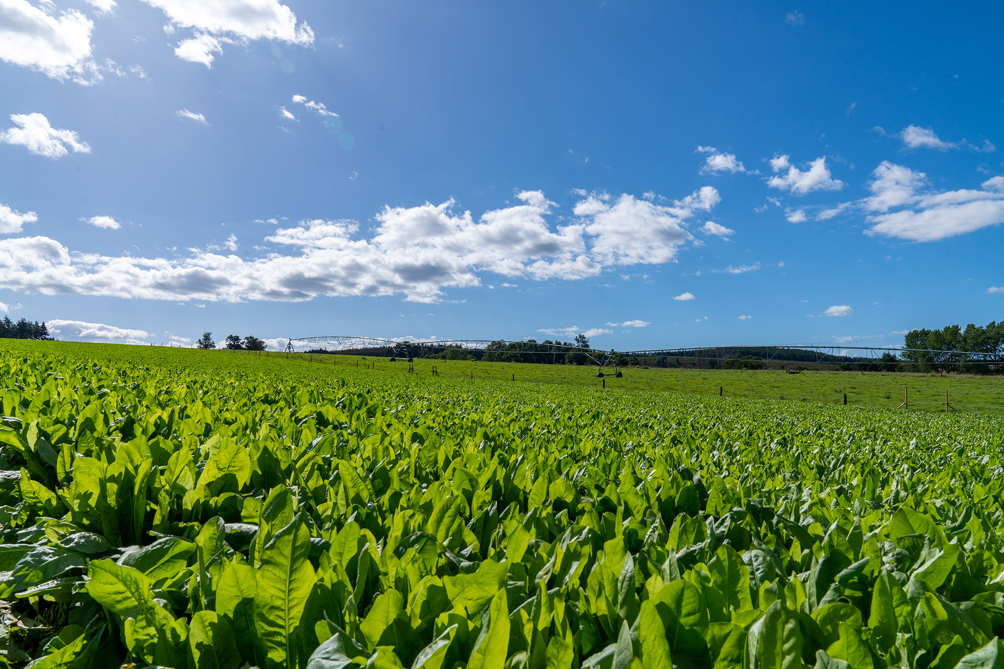 Agricultura Regenerativa