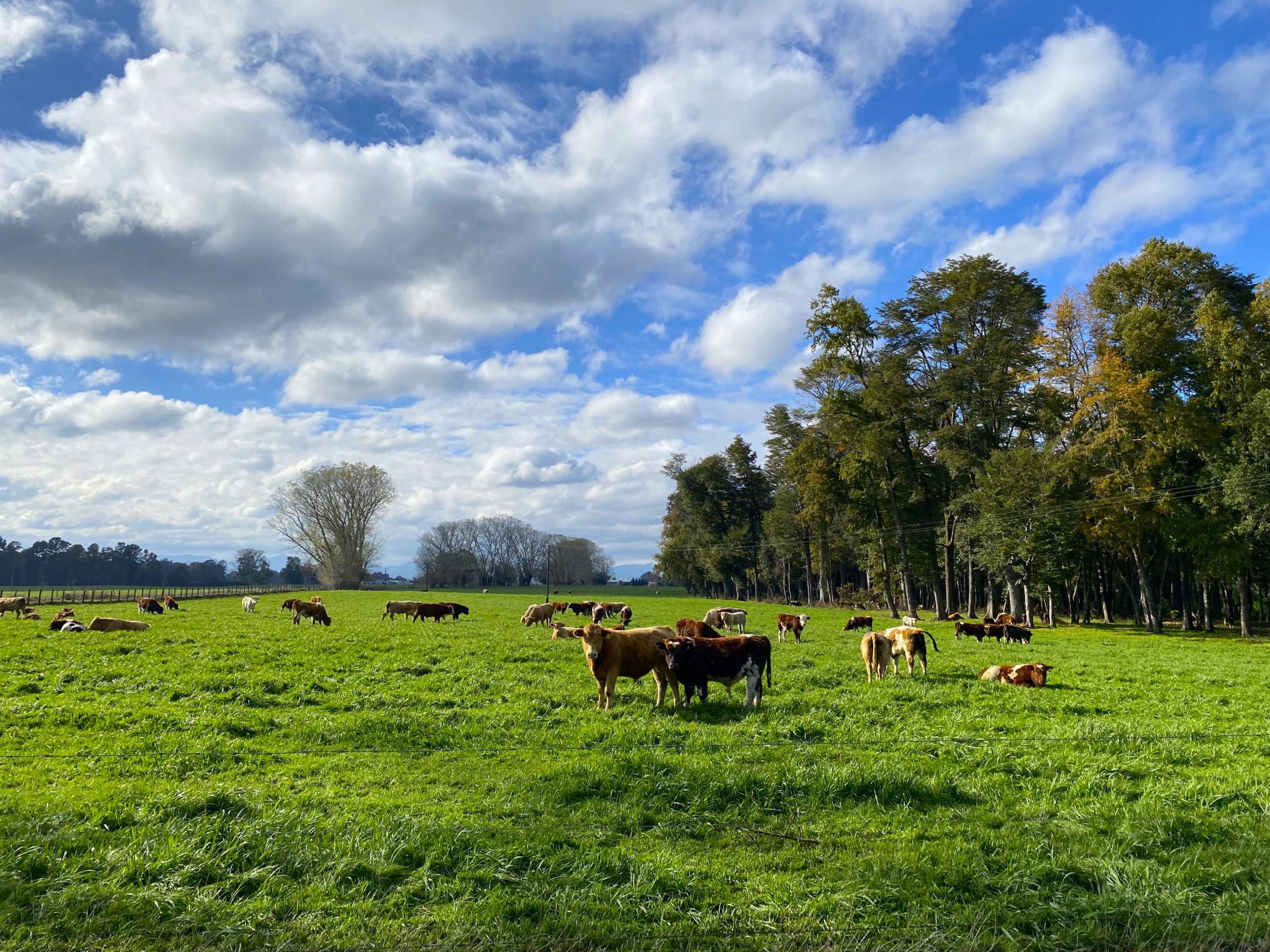 Las prácticas regenerativas que están ayudando al manejo sostenible de las tierras de cultivo para la alimentación