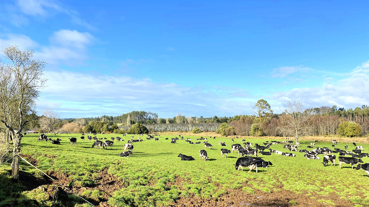 Vacas_y_bosque_nativo