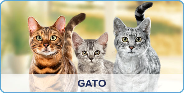 Purina productos para gatos