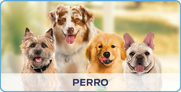 Purina productos para perros