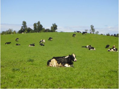 Sustentabilidad en sector lechero