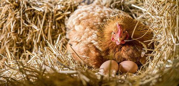 En el año 2025 Nestlé sólo usará huevos de gallinas libres de jaulas