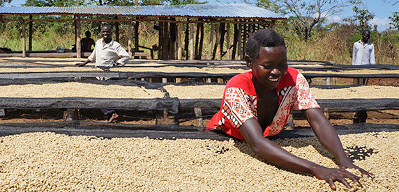 Nespresso reporta importantes avances en su estrategia de sustentabilidad “La Taza Positiva”