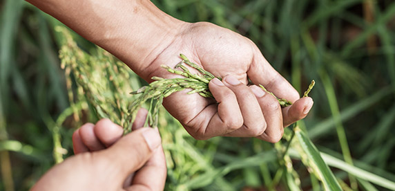 Emprendedores Agricolas