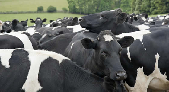 Nestlé informa a sus productores