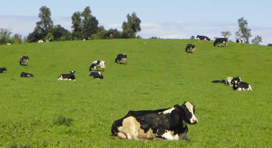 Nestlé y el precio de la leche