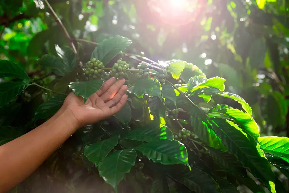 Nestlé se asocia con The Yield Lab Latam para impulsar emprendimientos de alto impacto que transforman el sector agrícola