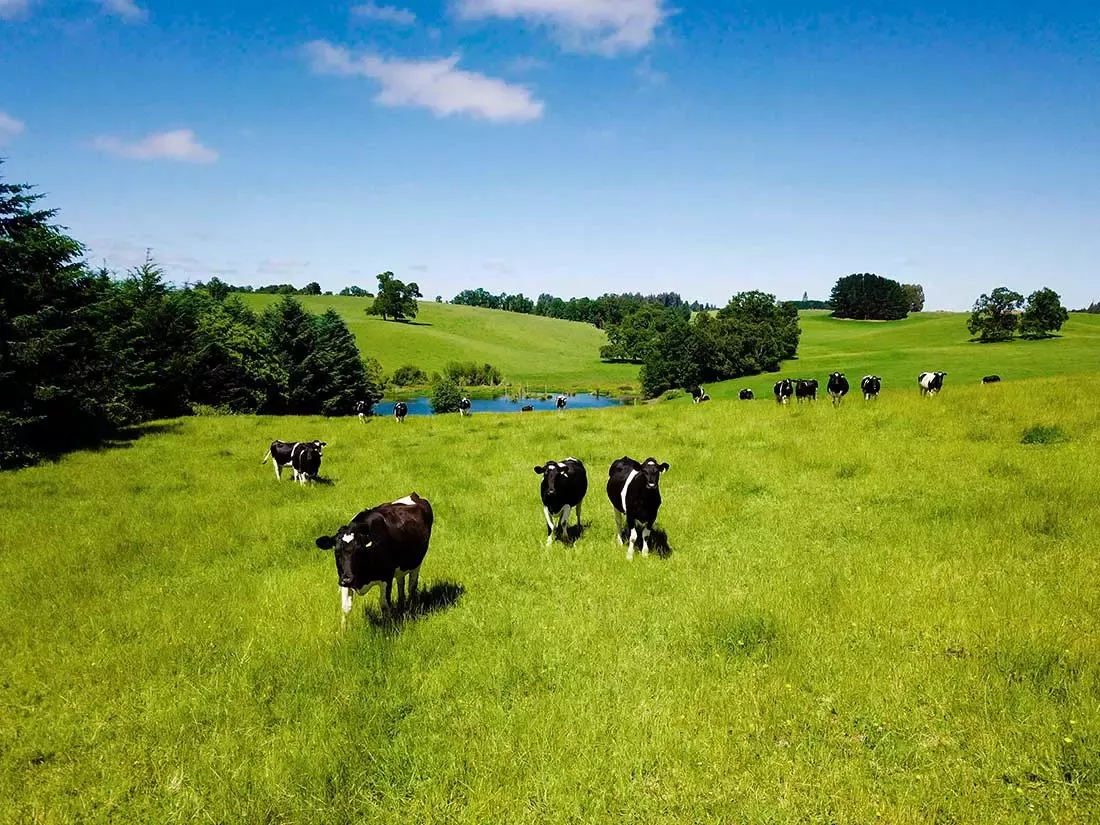 Nestlé e sus proveedores lácteos en el país cuenta con prácticas de agricultura regenerativa