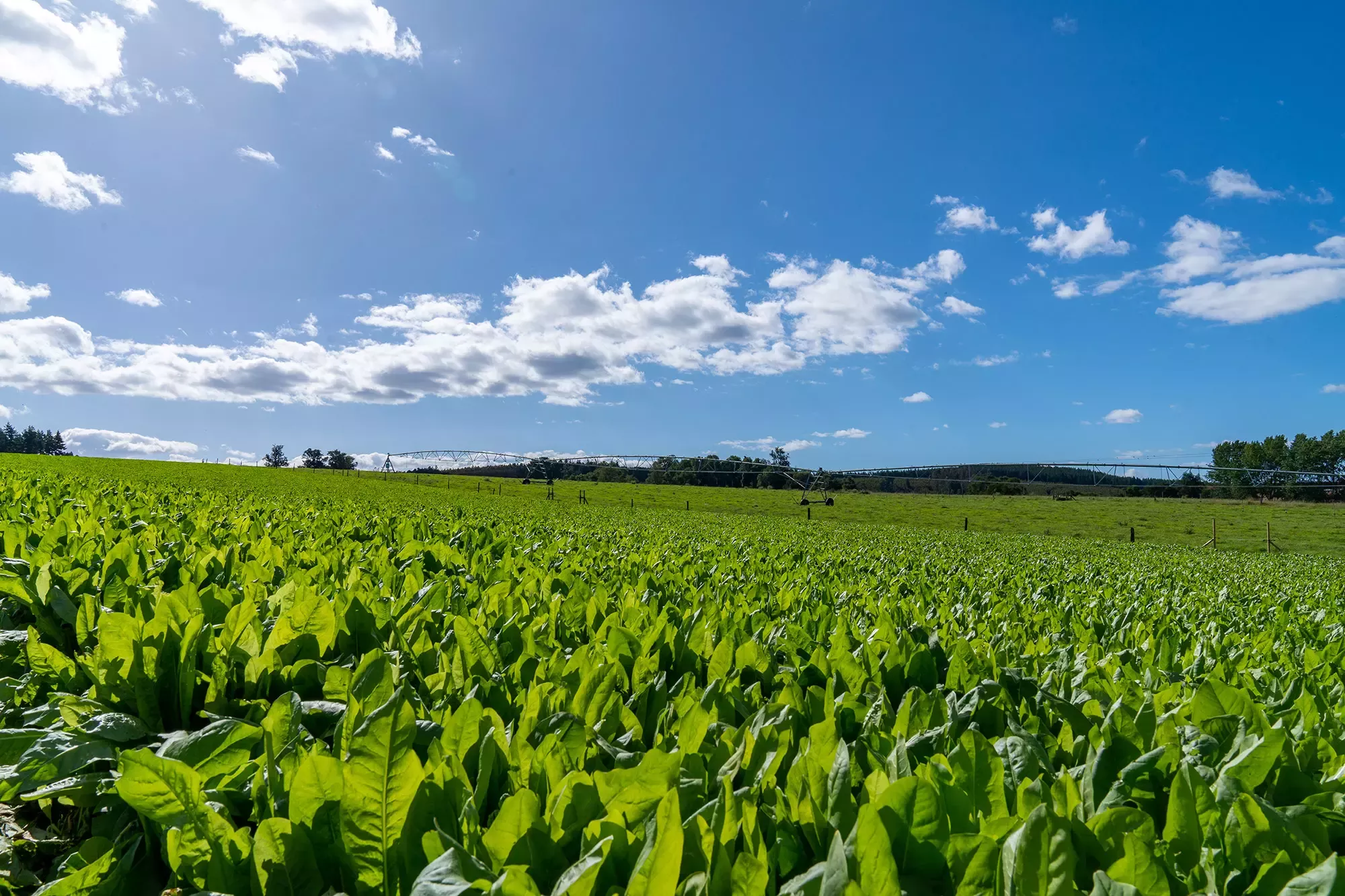 ¿Qué es la Agricultura Regenerativa?