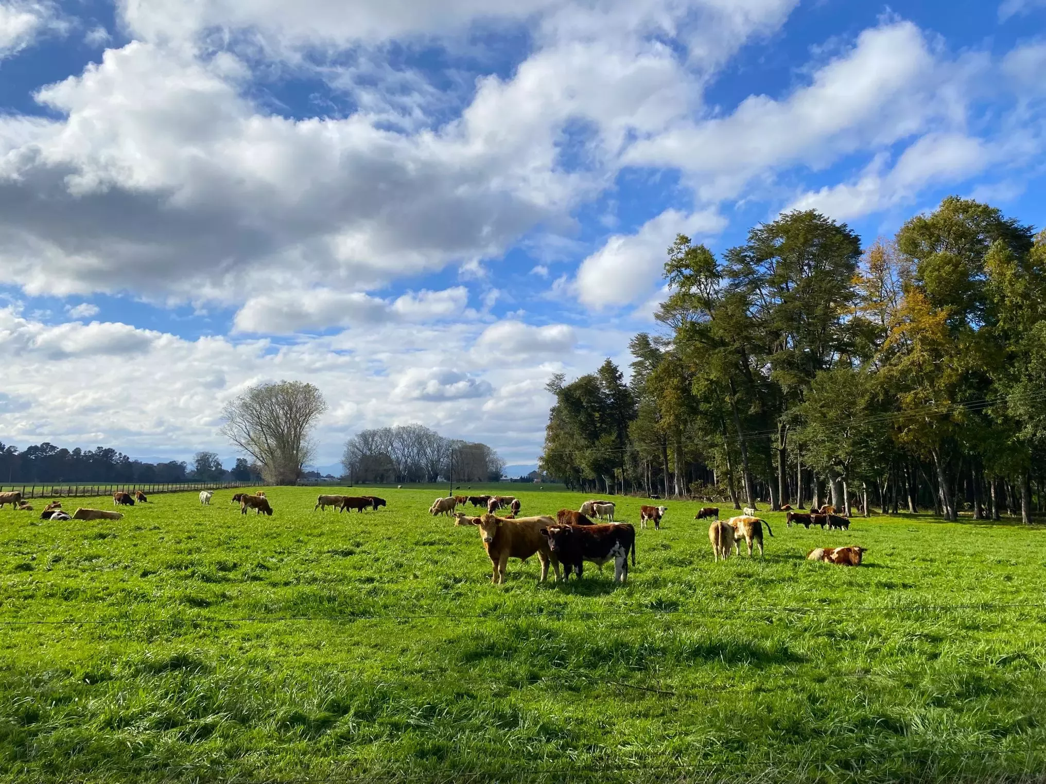Las prácticas regenerativas que están ayudando al manejo sostenible de las tierras de cultivo para la alimentación