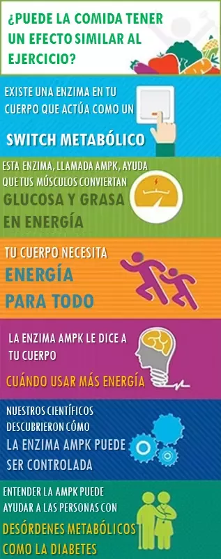 ¿Alimentos que simulan efectos del ejercicio?
