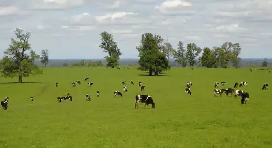 NESTLÉ A SUS PROVEEDORES DE LECHE